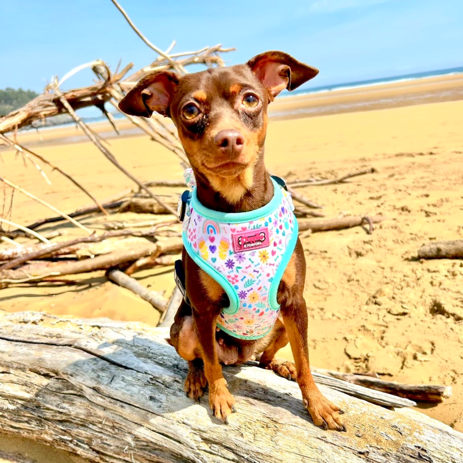 Harness - Ditsy Sprinkles