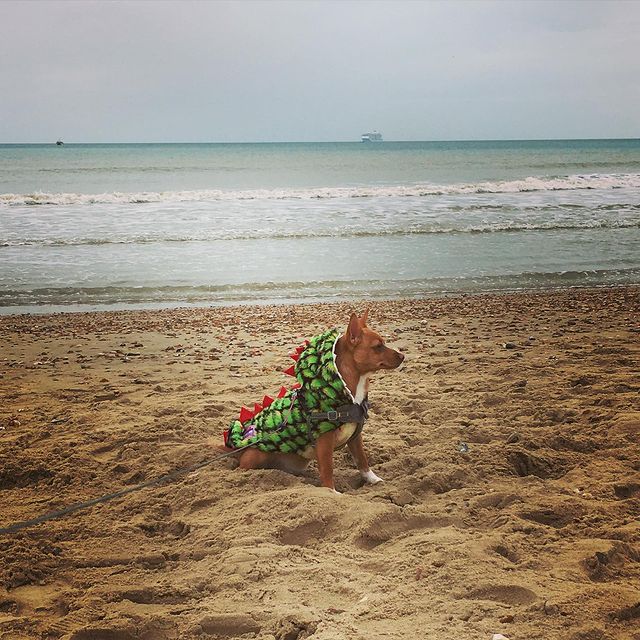 Handmade Dachshund Dinosaur Fluffy Coat