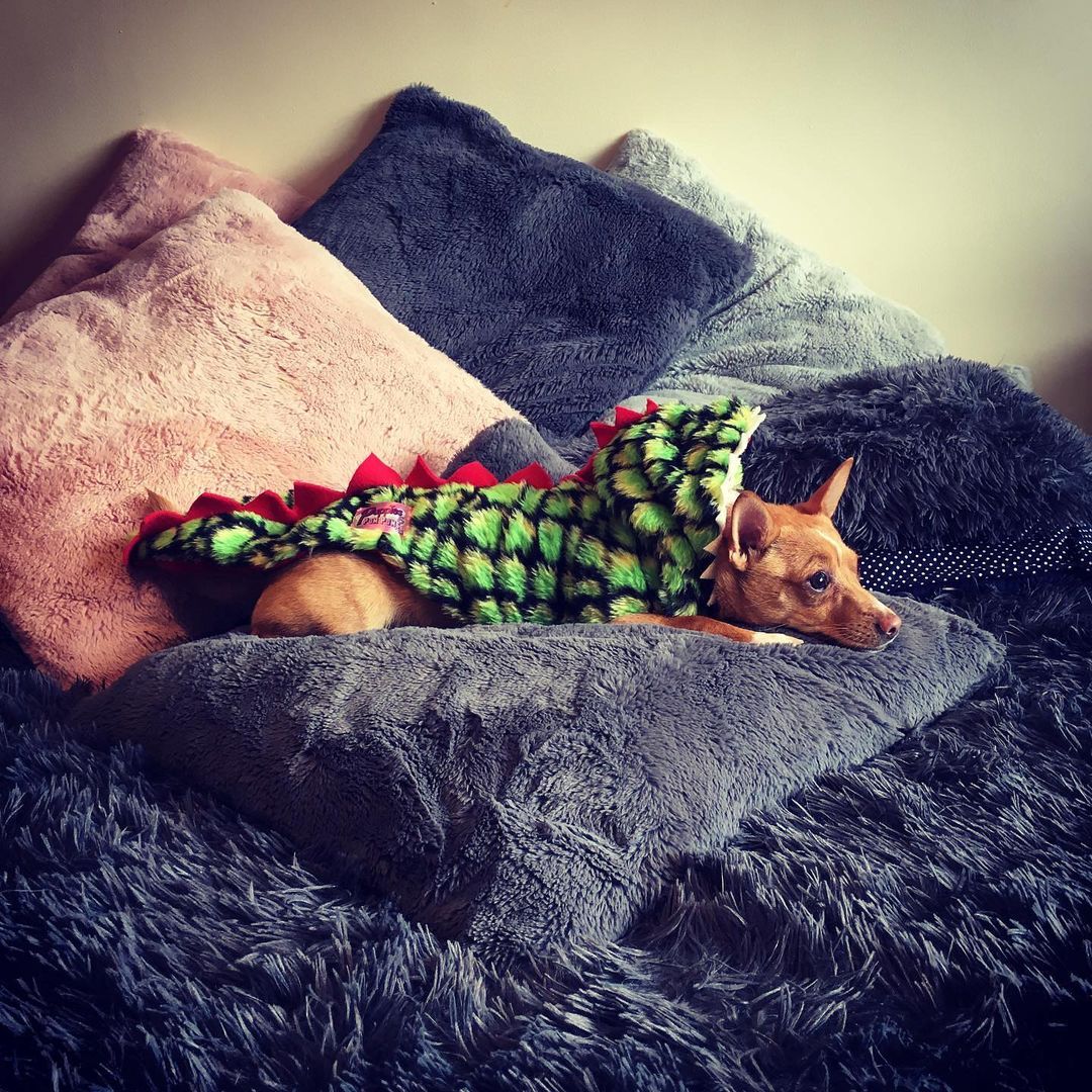 Handmade Dachshund Dinosaur Fluffy Coat