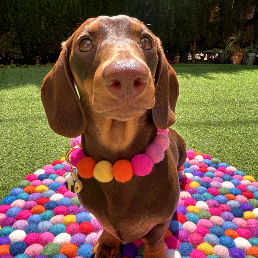 Pink - Personalised Pom Pom Dog Collar