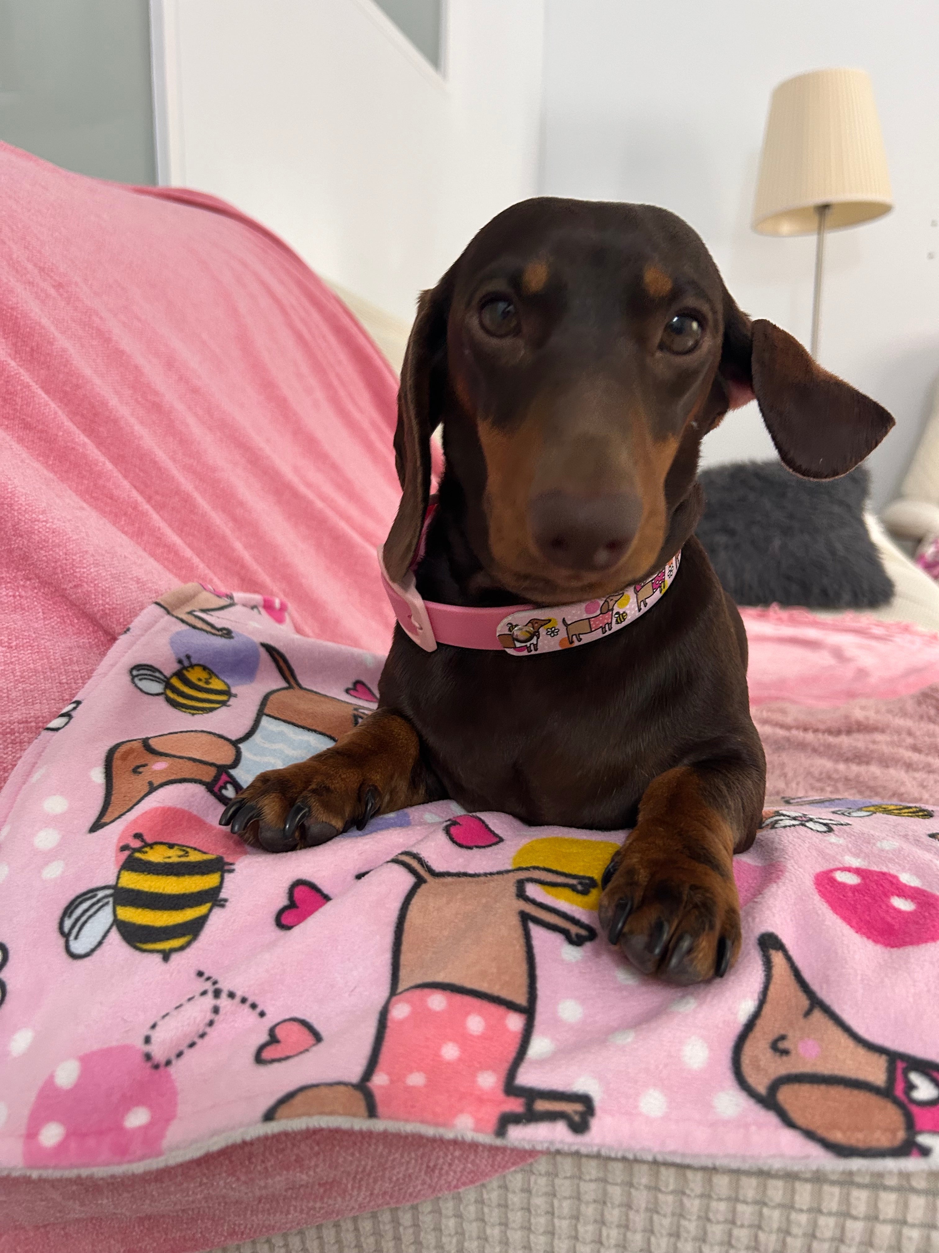 Bee Happy Dachshunds - Handmade Biothane Dog Collar - Powder Pink