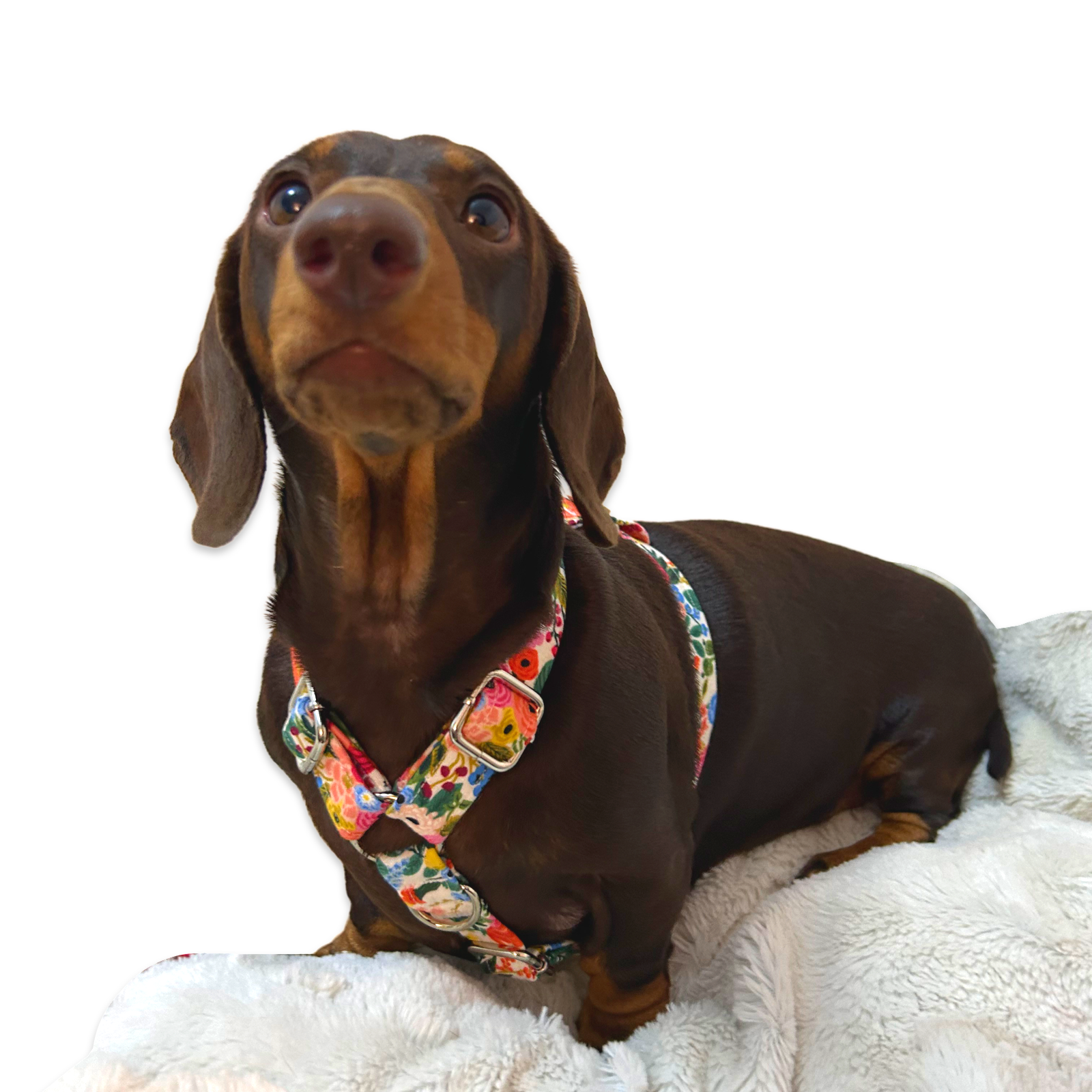 Handmade H Dog Harness - Garden Party