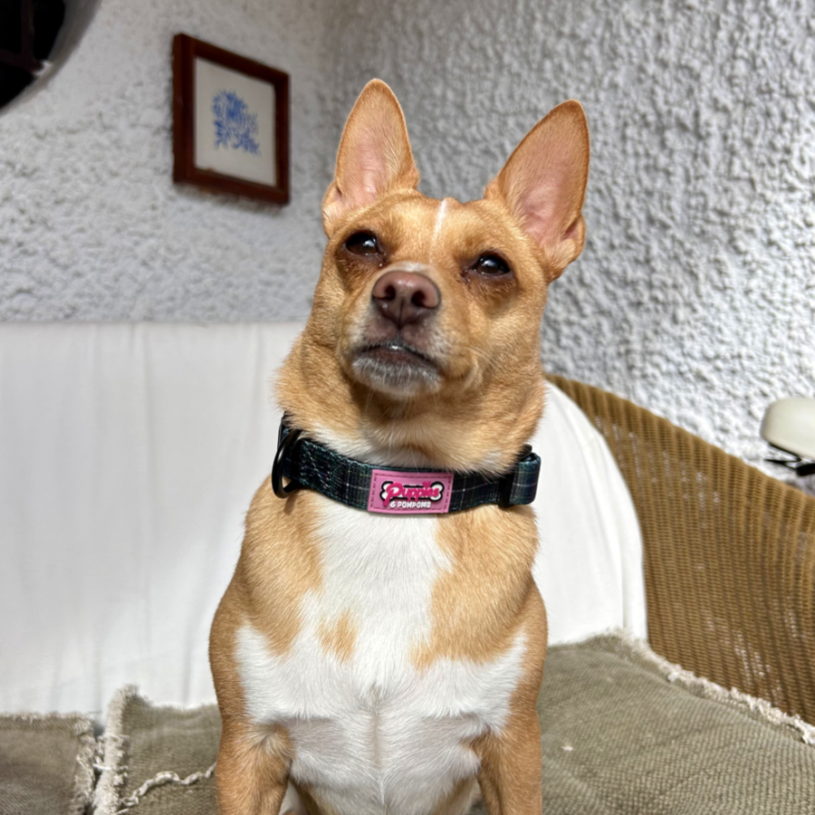 Collar - Cornish Hunting Tartan
