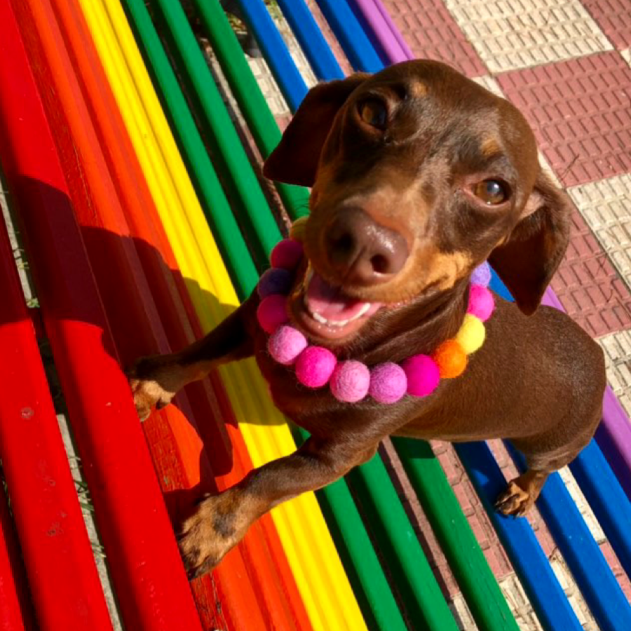 Pink - Personalised Pom Pom Dog Collar