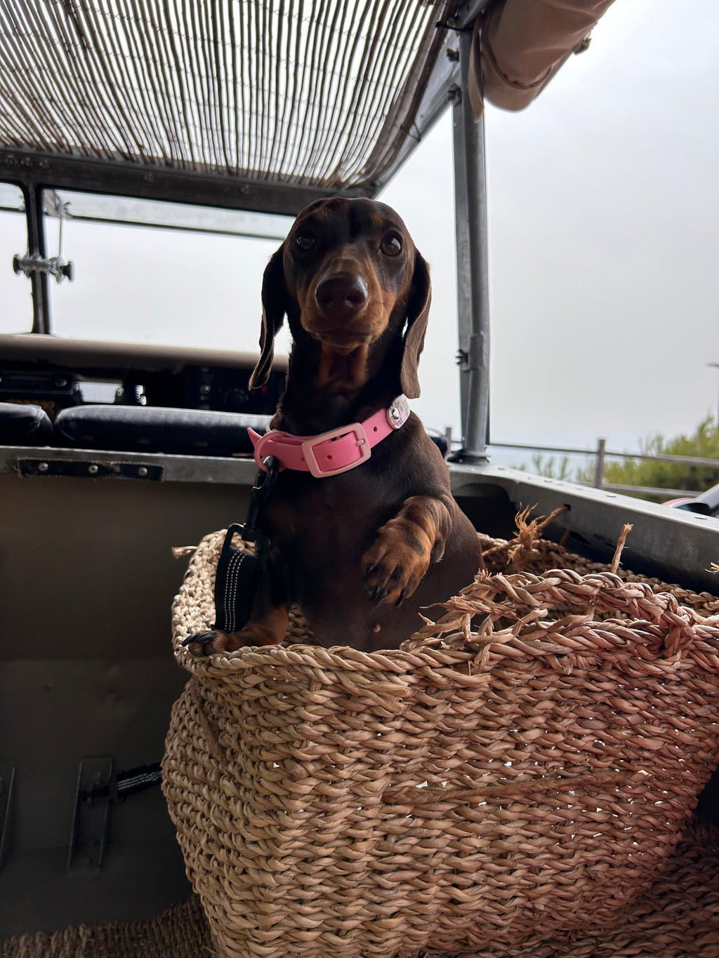 Bee Happy Dachshunds - Handmade Biothane Dog Collar - Powder Pink