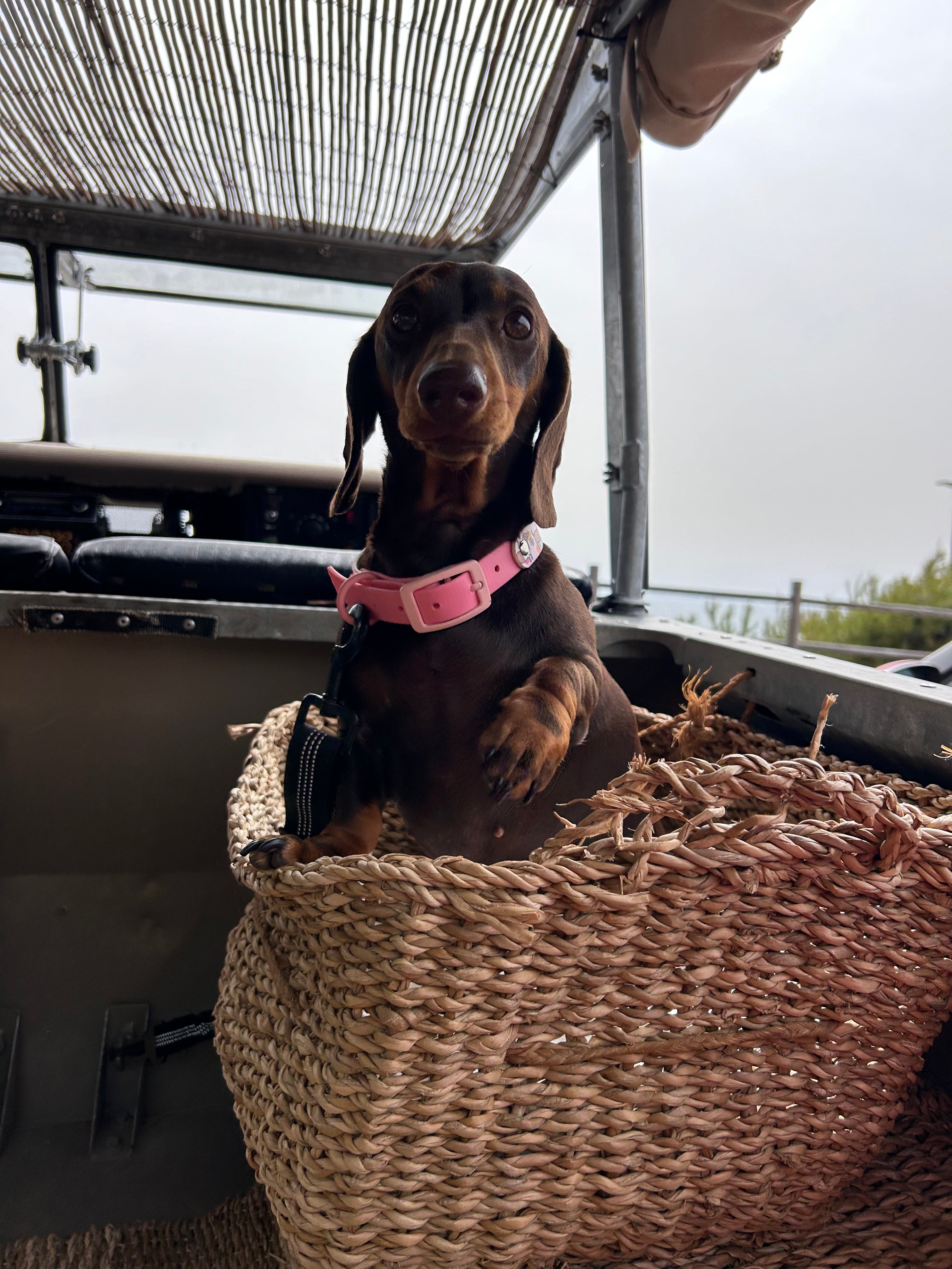 Bee Happy Dachshunds - Handmade Biothane Dog Collar - Powder Pink