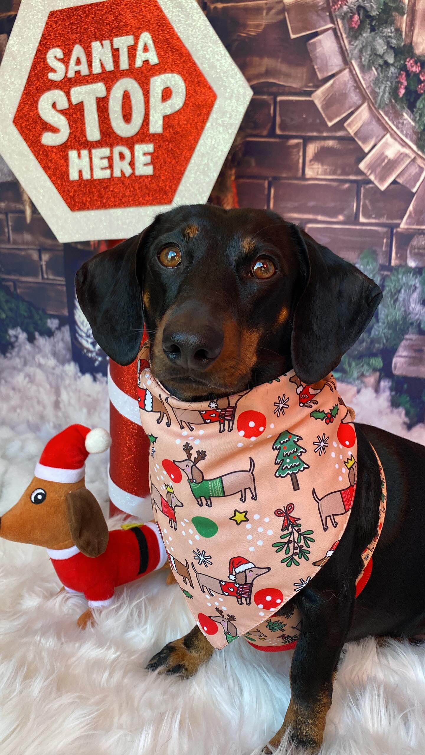 Christmas Dachshunds Bandana - Tie on