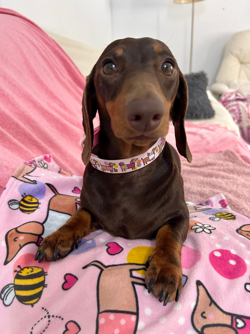 Bee Happy Dachshunds - Handmade Biothane Dog Collar - Powder Pink