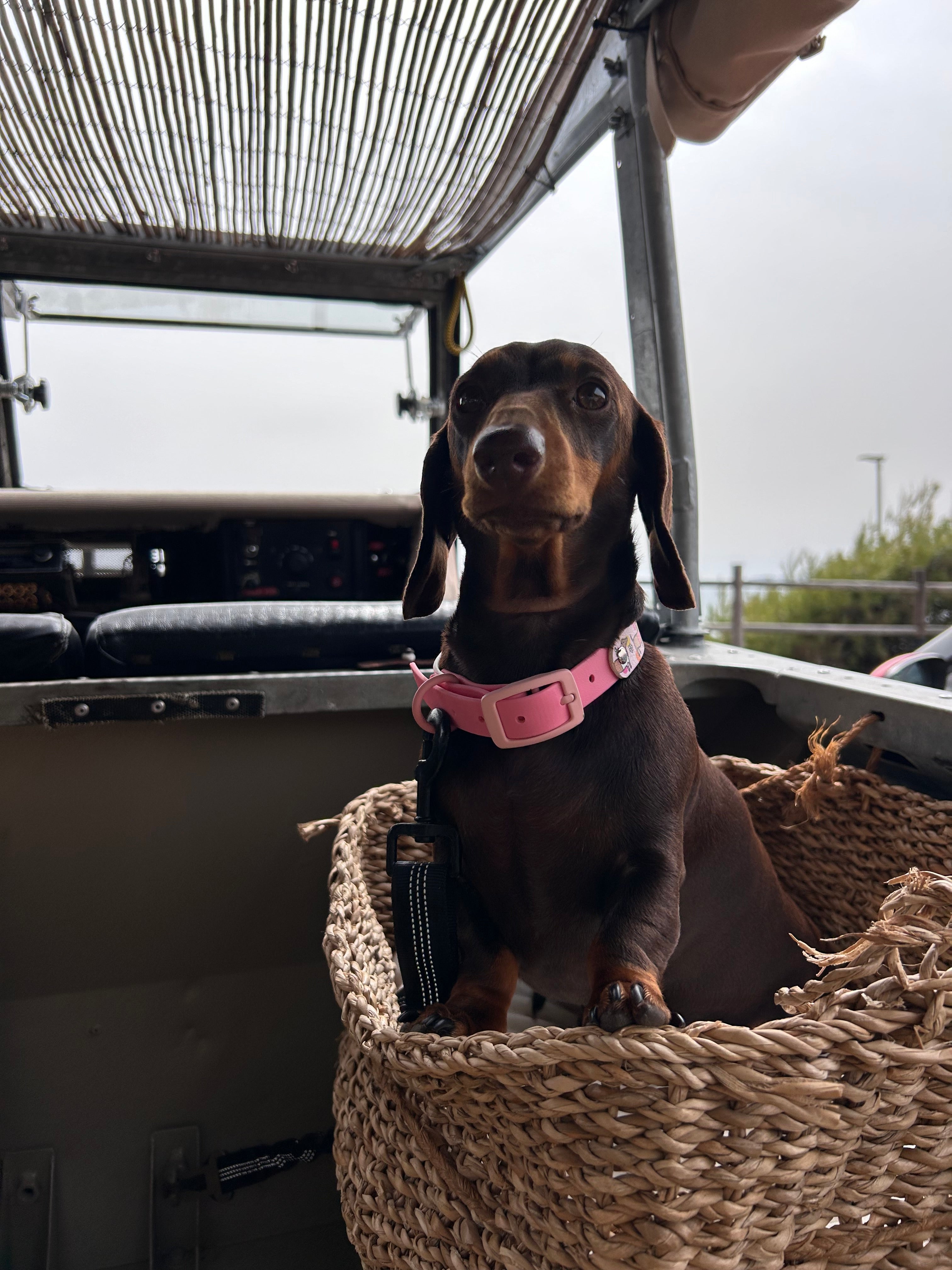Bee Happy Dachshunds - Handmade Biothane Dog Collar - Powder Pink