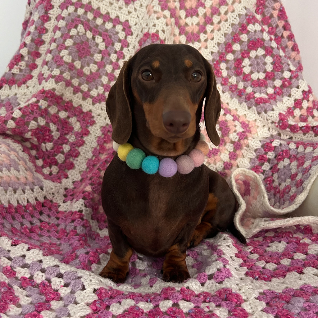 Spring Blue Flower - Personalised Pom Pom Dog Collar