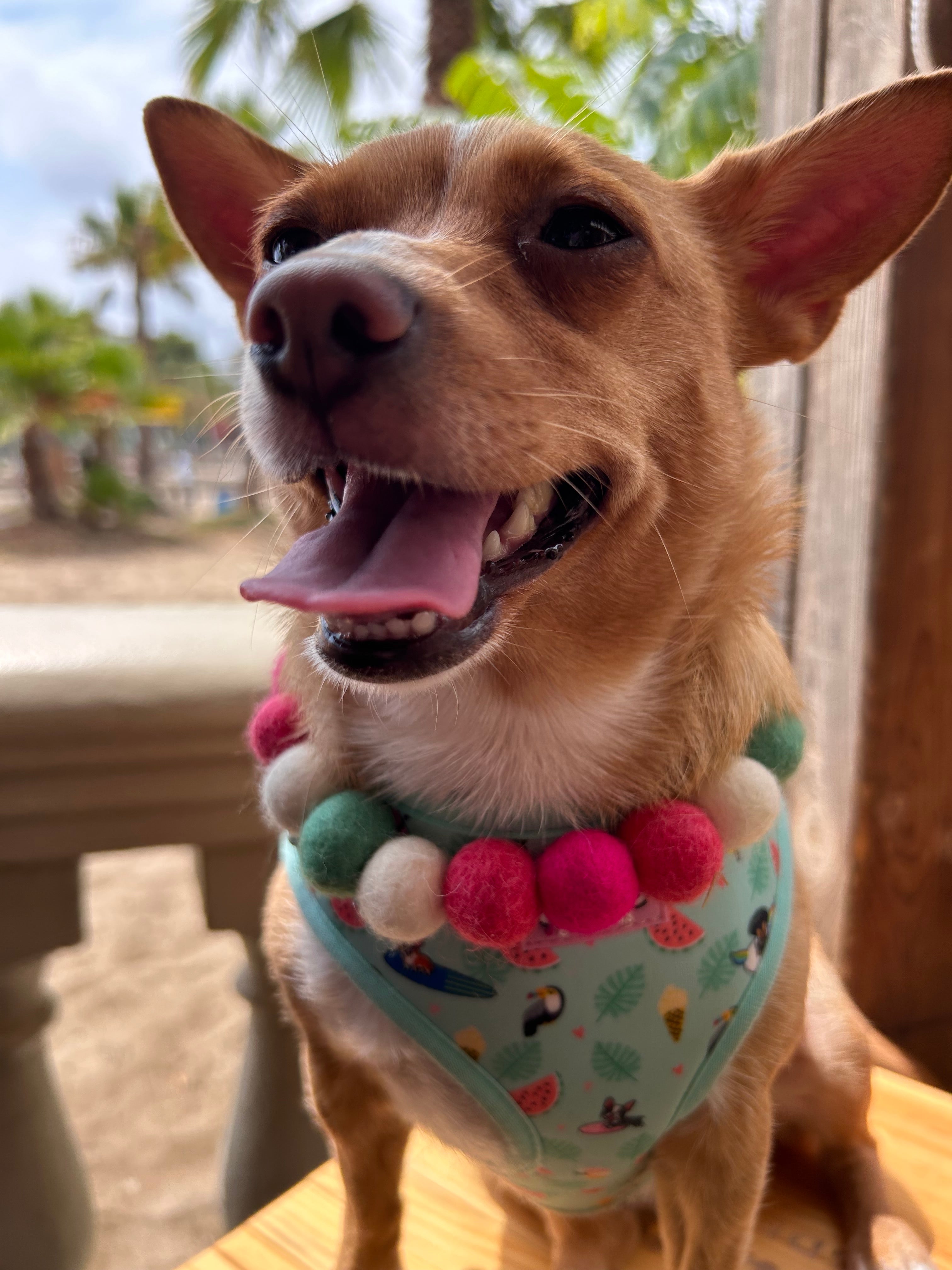 Sweet Watermelon Personalised Pom Pom Dog Collar