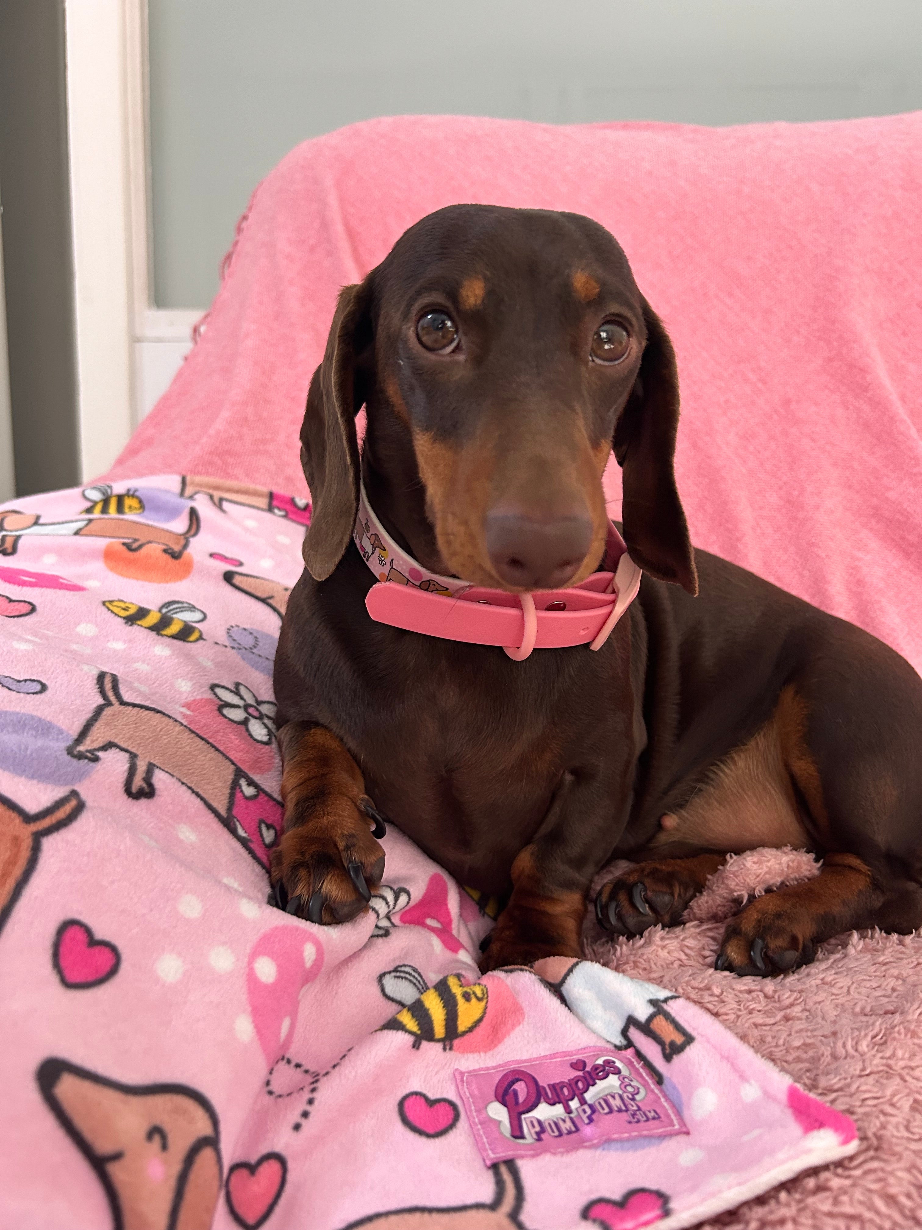 Bee Happy Dachshunds - Handmade Biothane Dog Collar - Powder Pink