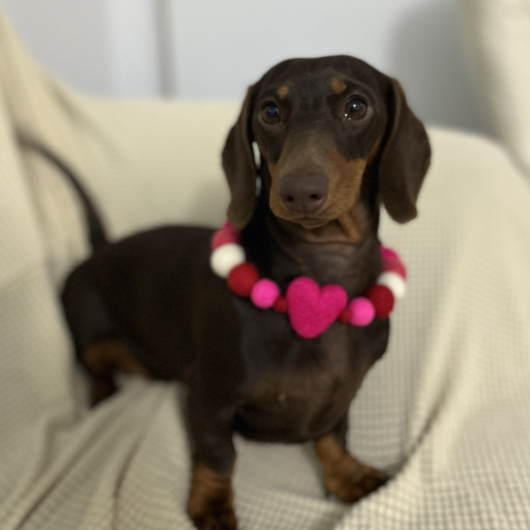 Valentine - Pom Pom Dog Collar
