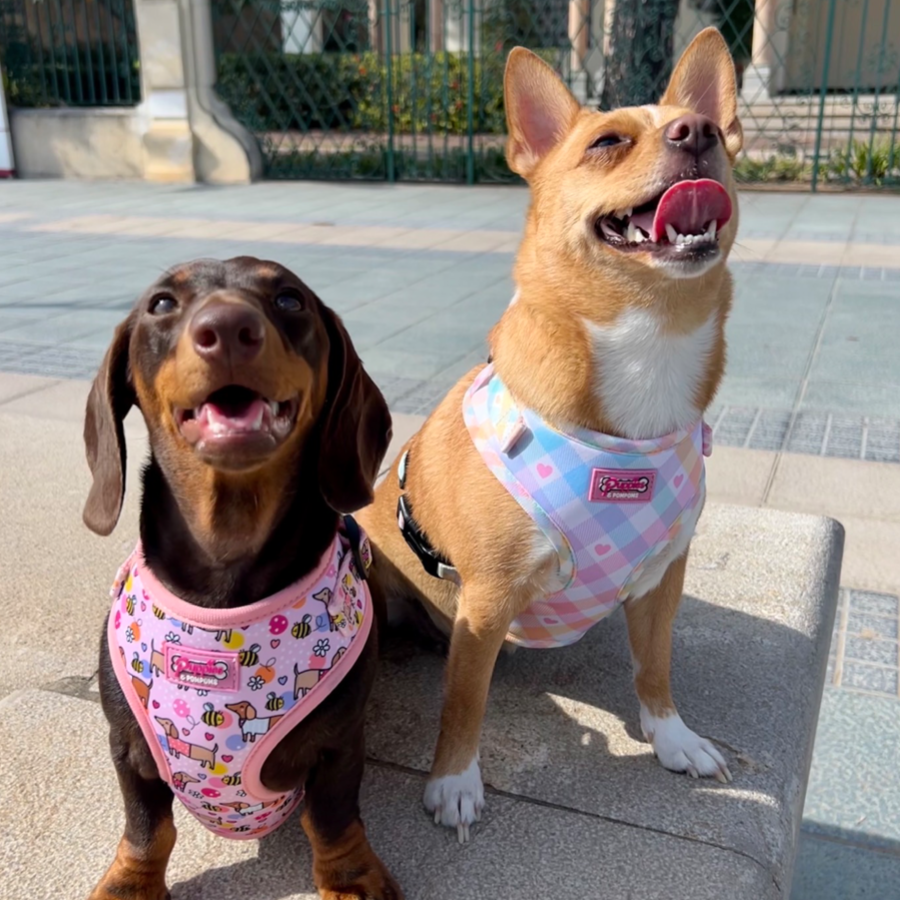 Pastel Vichy Harness
