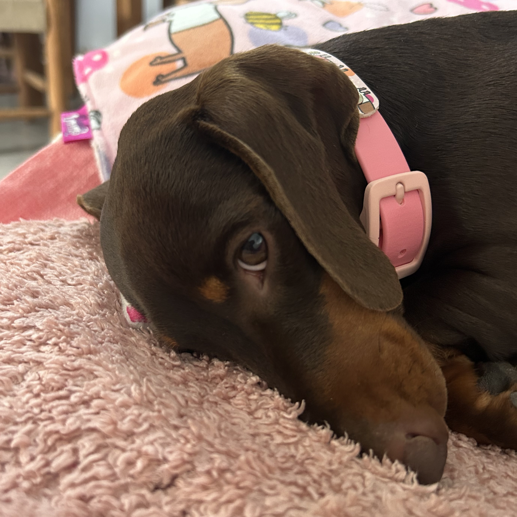 Bee Happy Dachshunds - Handmade Biothane Dog Collar - Powder Pink