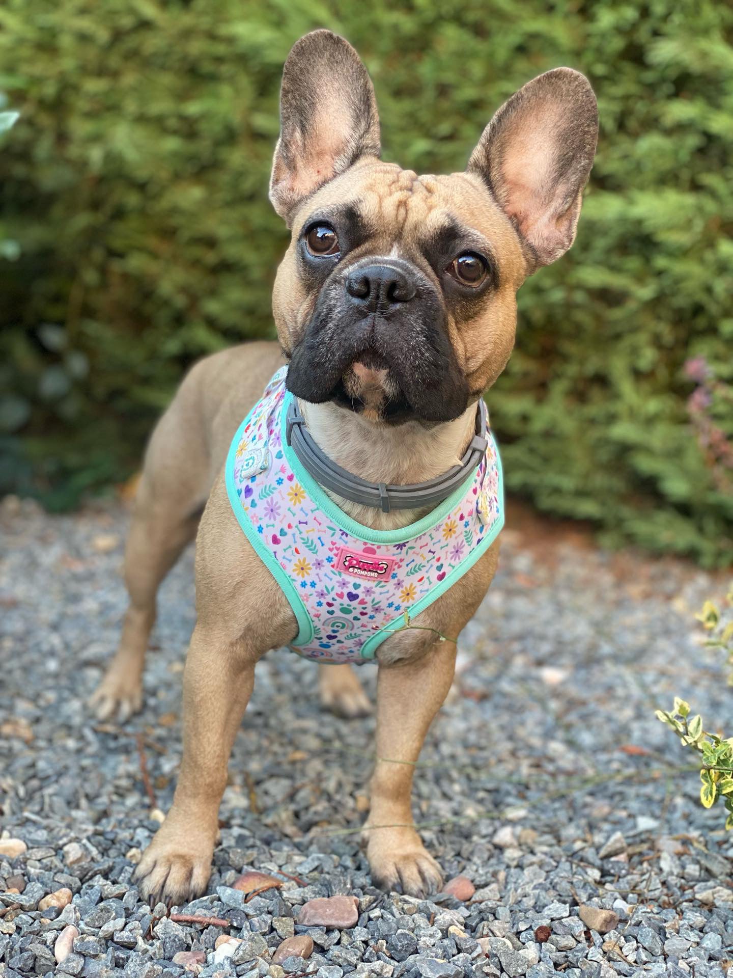 Harness - Ditsy Sprinkles