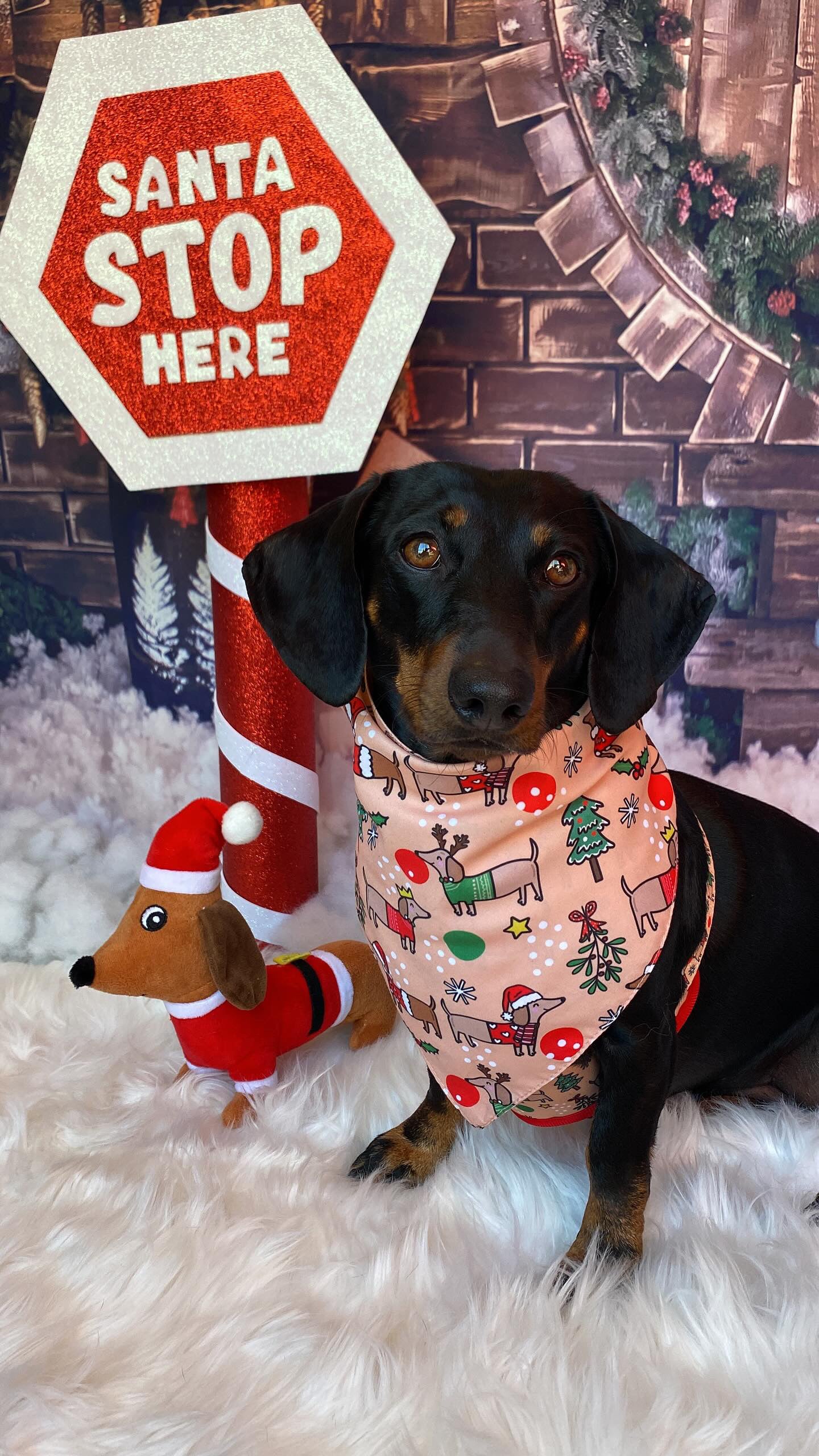Christmas Dachshunds Bandana - Tie on