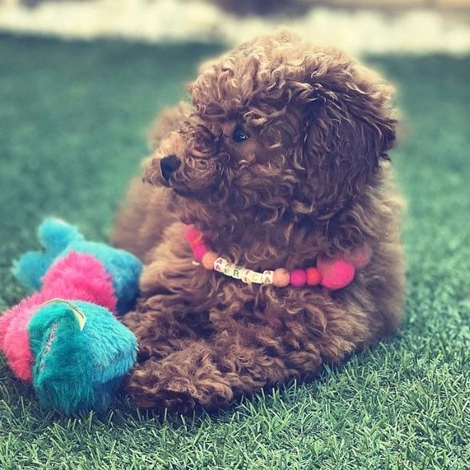 Pink - Personalised Pom Pom Dog Collar