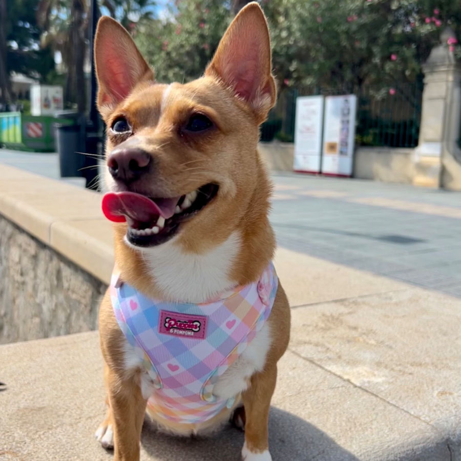 Pastel Vichy Harness