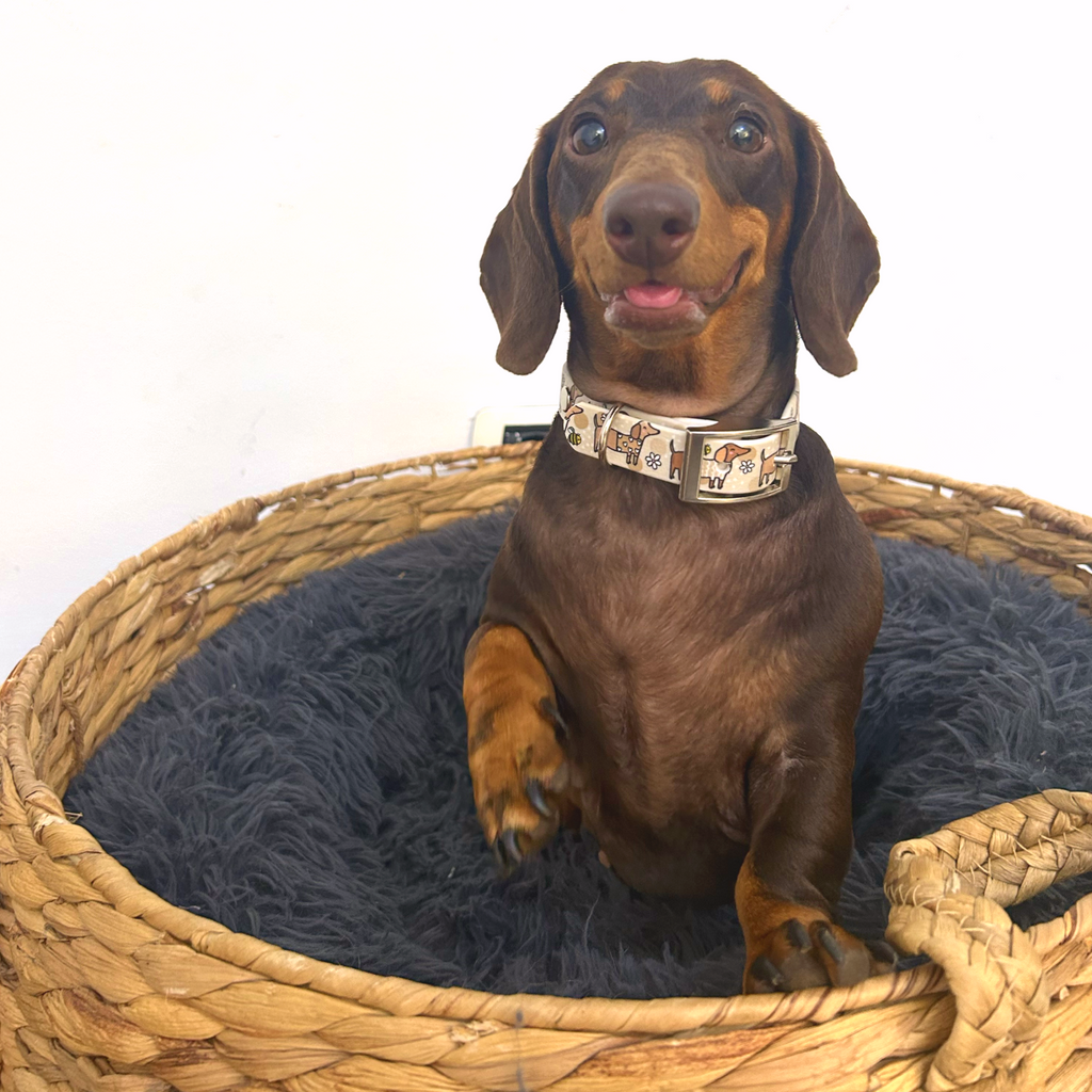 Bee Happy Dachshunds Beige Handmade Dog Collar
