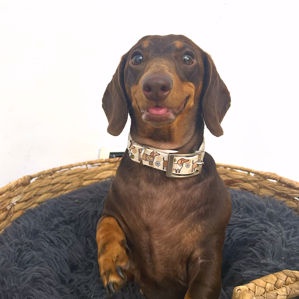 Bee Happy Dachshunds Beige Handmade Dog Collar