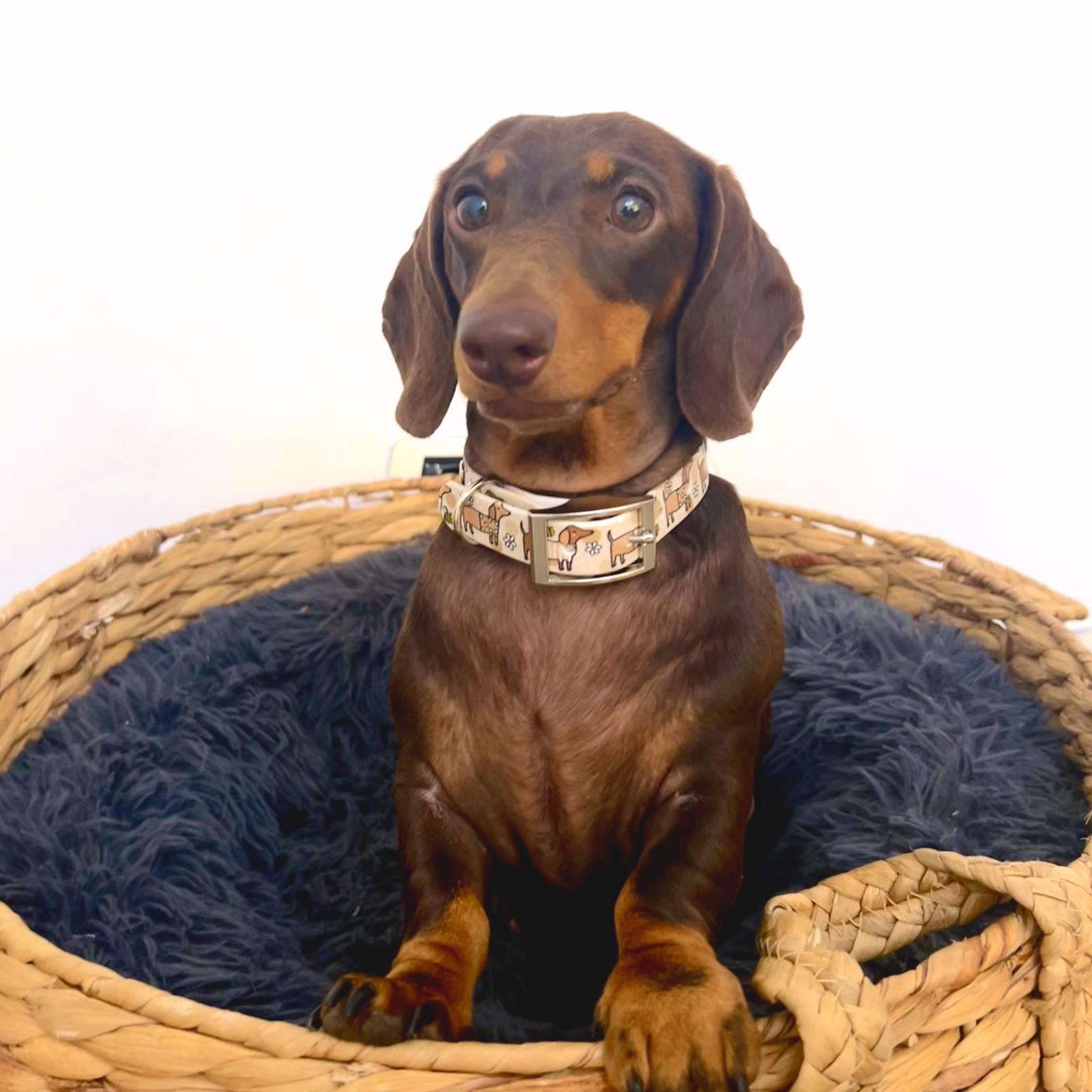 Bee Happy Dachshunds Beige Handmade Dog Collar