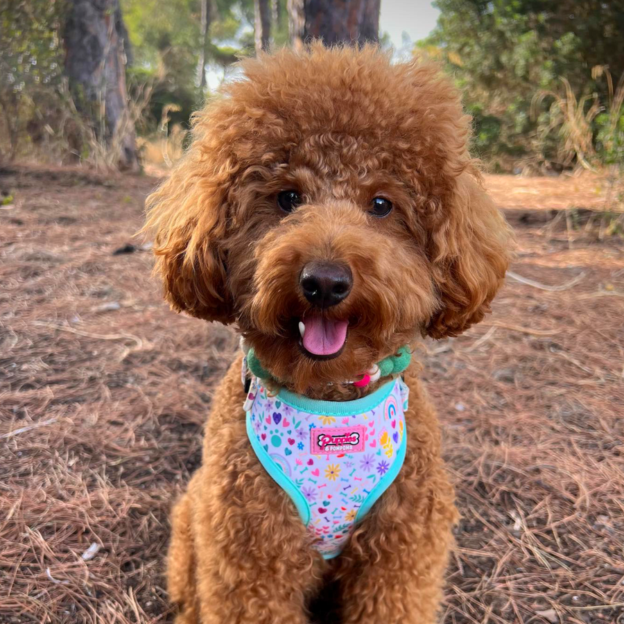 Harness - Ditsy Sprinkles
