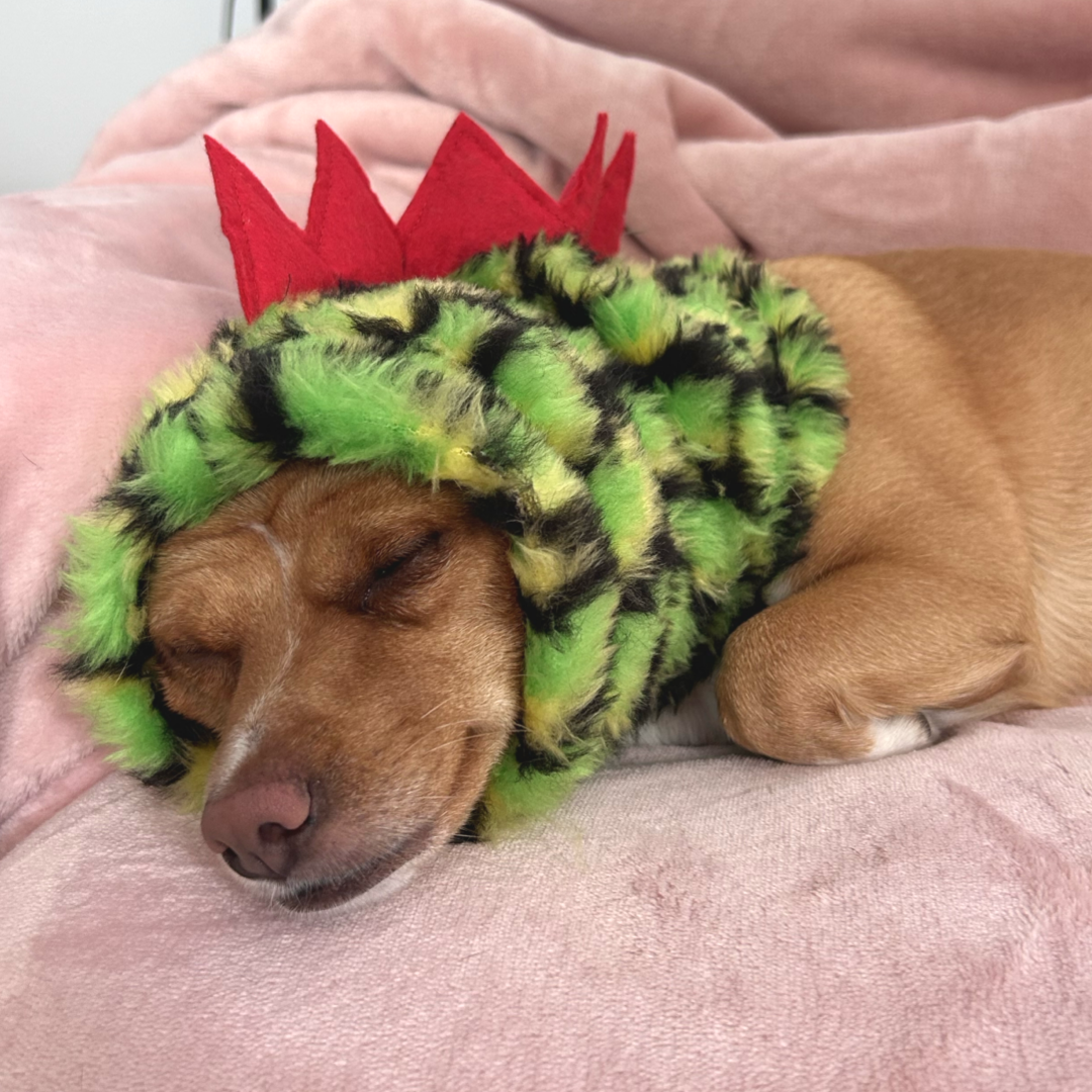 Dinosaur Snood / Buff / Hat