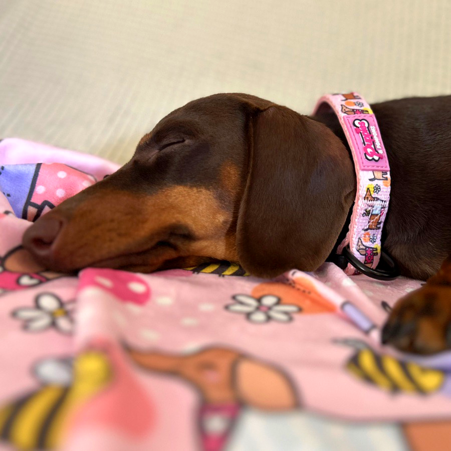 Collar - Bee Happy Dachshunds