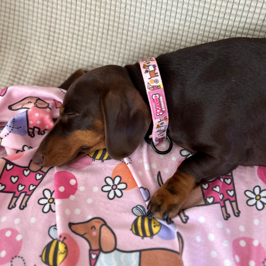 Collar - Bee Happy Dachshunds