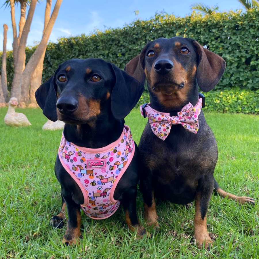 Collar - Bee Happy Dachshunds