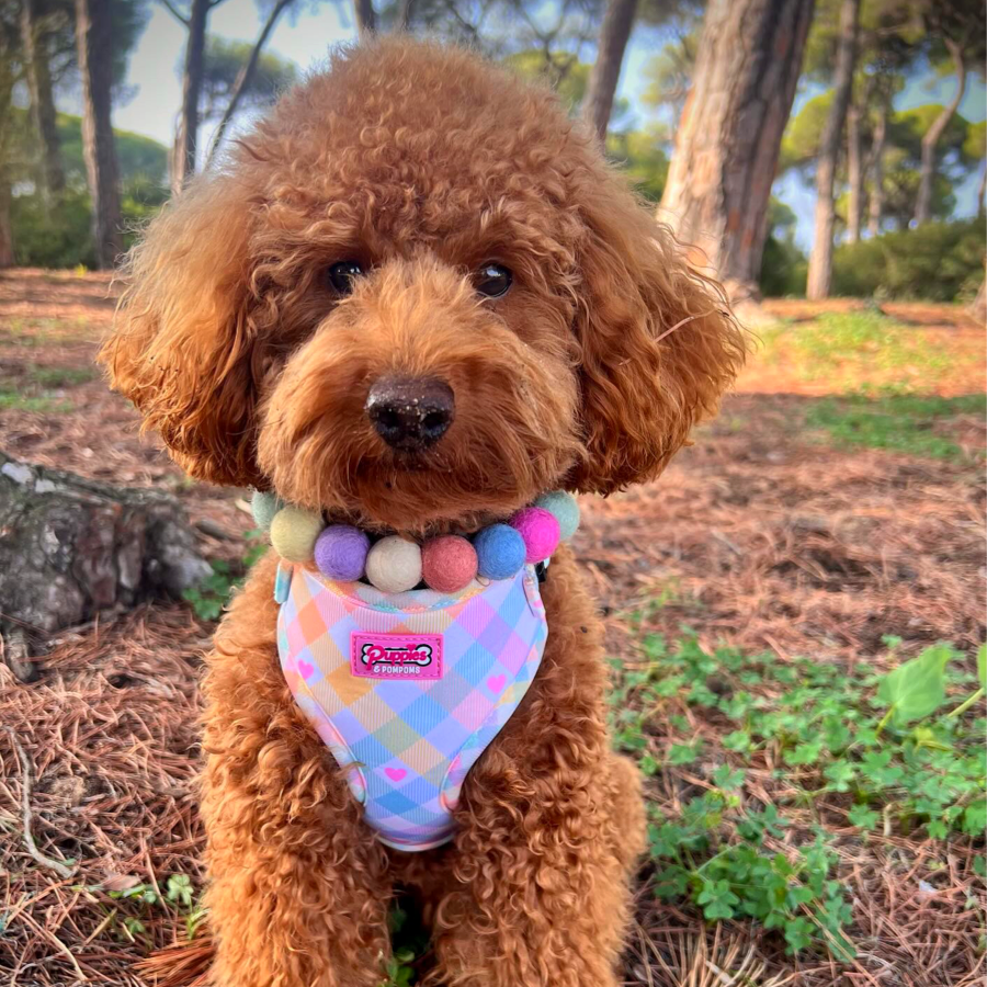 Pastel Vichy Harness