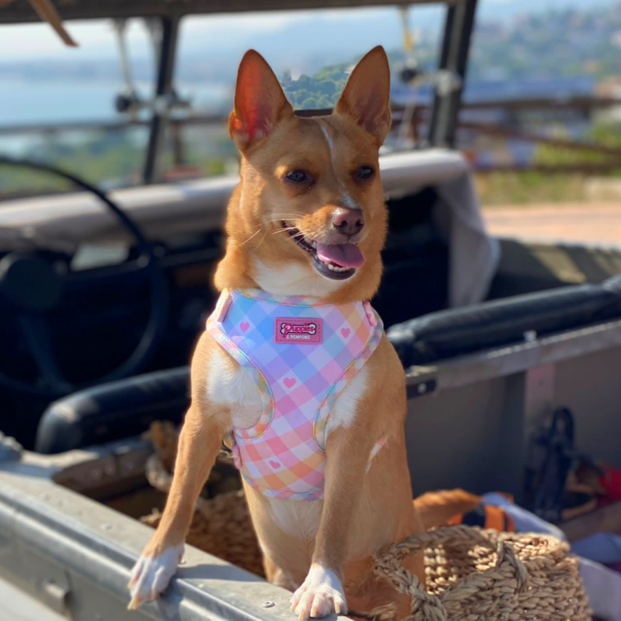 Pastel Vichy Harness
