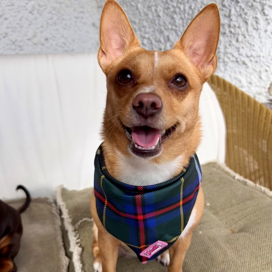 Cornish Hunting Tartan - Bandana - Tie-on