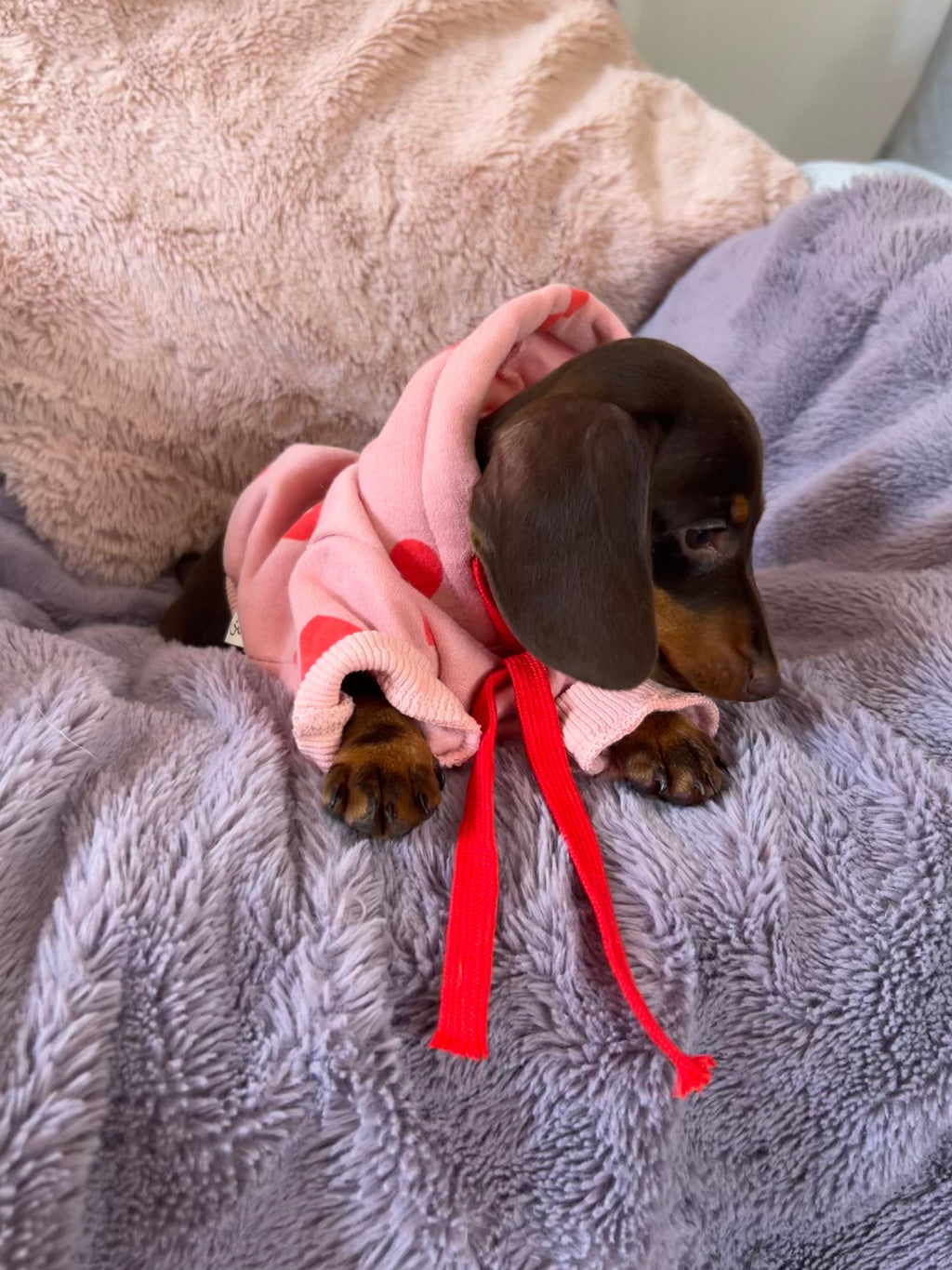 Valentine Puppy Love Hoodie - Pink