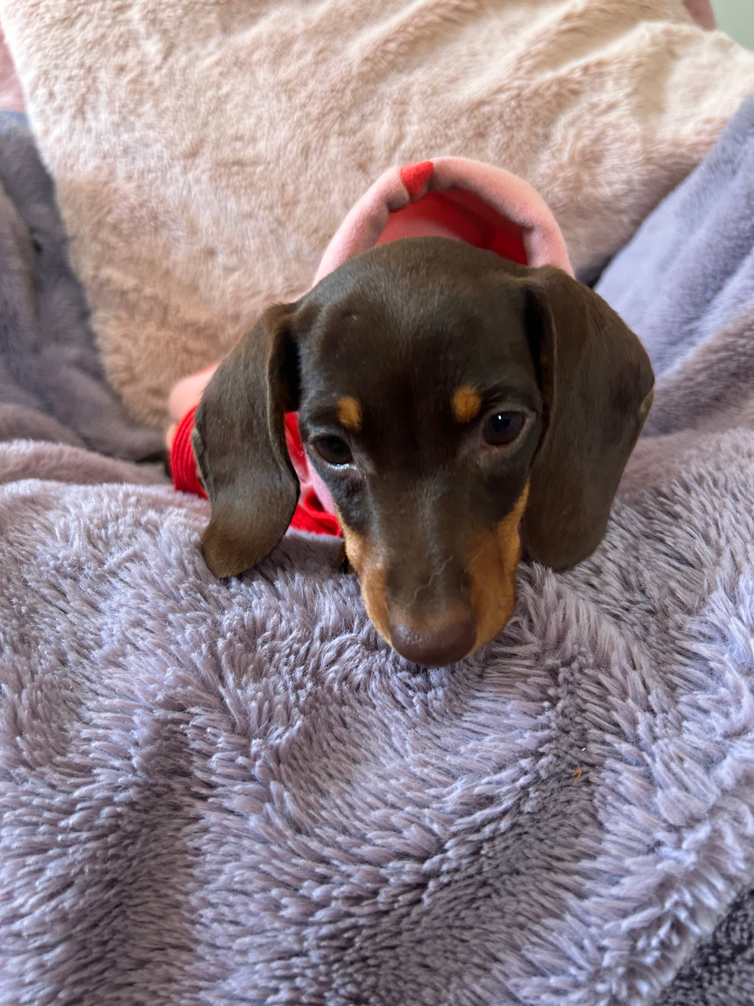 Valentine Puppy Love Hoodie - Pink