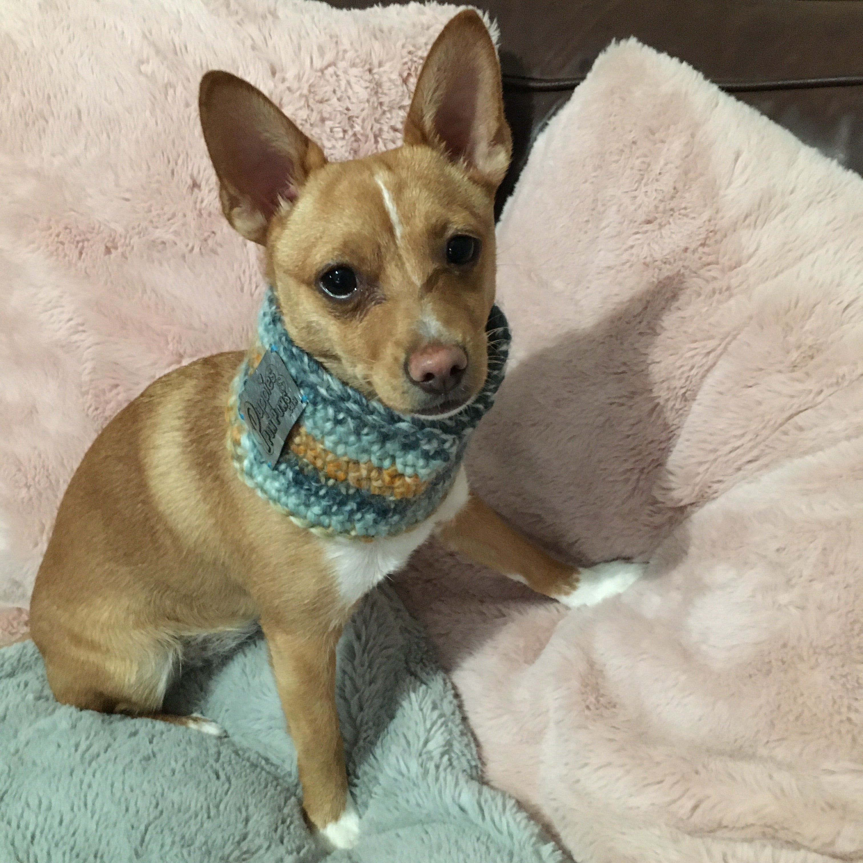 Ombré Blue / Orange Crochet Dog Snood / Buff