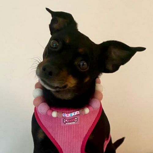 Baby Pink Mix - Personalised Pom Pom Dog Collar